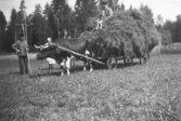 Tjur drar hölass i Kilsmo, 1920-tal