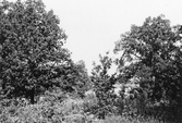 Naturpark intill Almbyplatån, 1960-tal