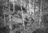 Fossil bäckravin i skogen, 1960-tal