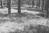 Skog i Karlslund, 1960-tal