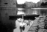 Svanar i Svartån, före 1926