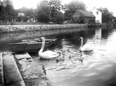 Svanar i Svartån vid Centralparken, ca 1925