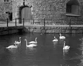 Svanar i svartån, ca 1925