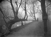 Decemberdimma i slottsparken, 1935