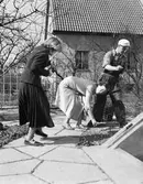 Trädgårdsarbete på Holmgatan, våren 1954