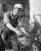 Trädgårdsarbete, våren 1954