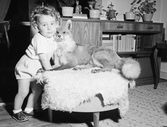 Pojke leker med uppstoppad räv, 1954