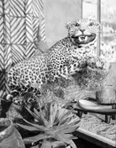 Uppstoppad leopard på etnografisk utställning, januari 1952