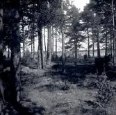 Ett skogsparti, möjligen med fornlämningar, i Harby.