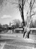 Hagaparken med snöfyllda träd, 1930-tal