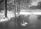 Svanar i Svartån vid Frimurarlogen, 1930-tal