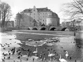 Fåglar vid Örebro slott, 1930-tal