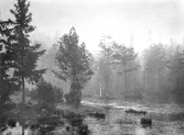 Dimma i kärret, 1930-tal