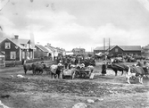 Besökare vid kreatursmarknad i Odensbacken, 1908