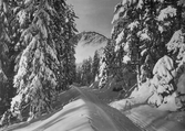 Vinterväg mot Bocksboda vid Skogatorpet, 1930-tal