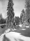 Vinter i Blankhult, 1942