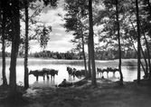 Lindön i Hjälmaren, 1935