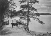 Kor vid Axsjödammen i Tysslinge, 1930-tal