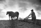 Man höstplöjer med plog och två hästar, 1930-tal