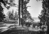 Södra delen av sjön Väringen, 1935