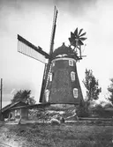 Får betar vid Gillberga kvarn i Sköllersta, 1930-tal