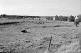 Utsikt över Markbacken, 1958
