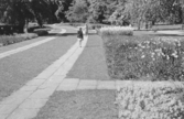 Stadsparken, 1954