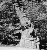 Lasse-Majas ek, 1954