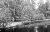 Hagaparken, 1953-05-31