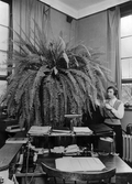 Växtlighet på koksförsäljningskontoret, 1933
