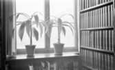 Växter i Mörnerrummet på stadsbiblioteket, 1930-tal