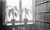 Växter i Mörnerrummet på stadsbiblioteket, 1930-tal