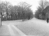 Träslövsvägen, med dubbel allé, i korsningen med Östra Vallgatan. Till vänster syns muren till den gamla kyrkogården och till höger ligger Hjalmar Sjöbergs speceriaffär i kv Lorensberg. Bilden är tagen mot öster.