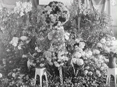 Viktor Roos handelsträdgårds monter på Hantverksmässan i Gamlebyskolan, Varberg, 1927. Montern är helt fylld av blomster av olika slag.