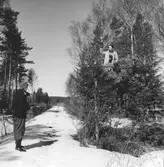 Man klättrar i gran i Tysslinge, 1950-tal
