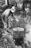 Kräftfiske i Svartån, 1987