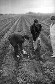 Personal kontrollerar den nya odlingsmetoden, 1989