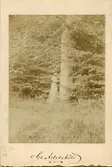 Porträtt av Gustafva Adelsköld (f. Brolin) (1844-1940) vid ett träd. Bilden tagen av hennes man Claes Adelsköld.