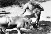 Man med kanadensiskt minisvin i kommunens djurpark på Stora Holmen, 1988