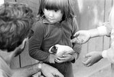 Flicka med marsvin i kommunens djurpark på Stora Holmen, 1988