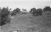 Vid avtagsvägen till Vickan norr om Mariedal står en ensam häst.