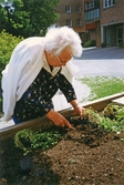 Maria rensar i odlingslådan, 1991