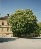 Träd vid Vasatorget, 1988