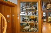 Monter med fåglar på Biologiska museet, 2014-04-28
