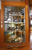 Gäss, änder och svanar på Biologiska museet, 2014-04-28