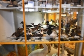Uppstoppade änder och svanar på Biologiska museet, 2014-04-28