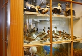 Olika sorters änder på Biologiska museet, 2014-04-28