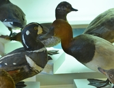 Strömand och brunand på Biologiska museet, 2014-04-28