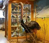 Afrikanska strutsar på Biologiska museet, 2014-04-28