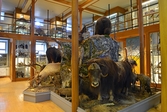 Nordiska däggdjur på Biologiska museet, 2014-04-28